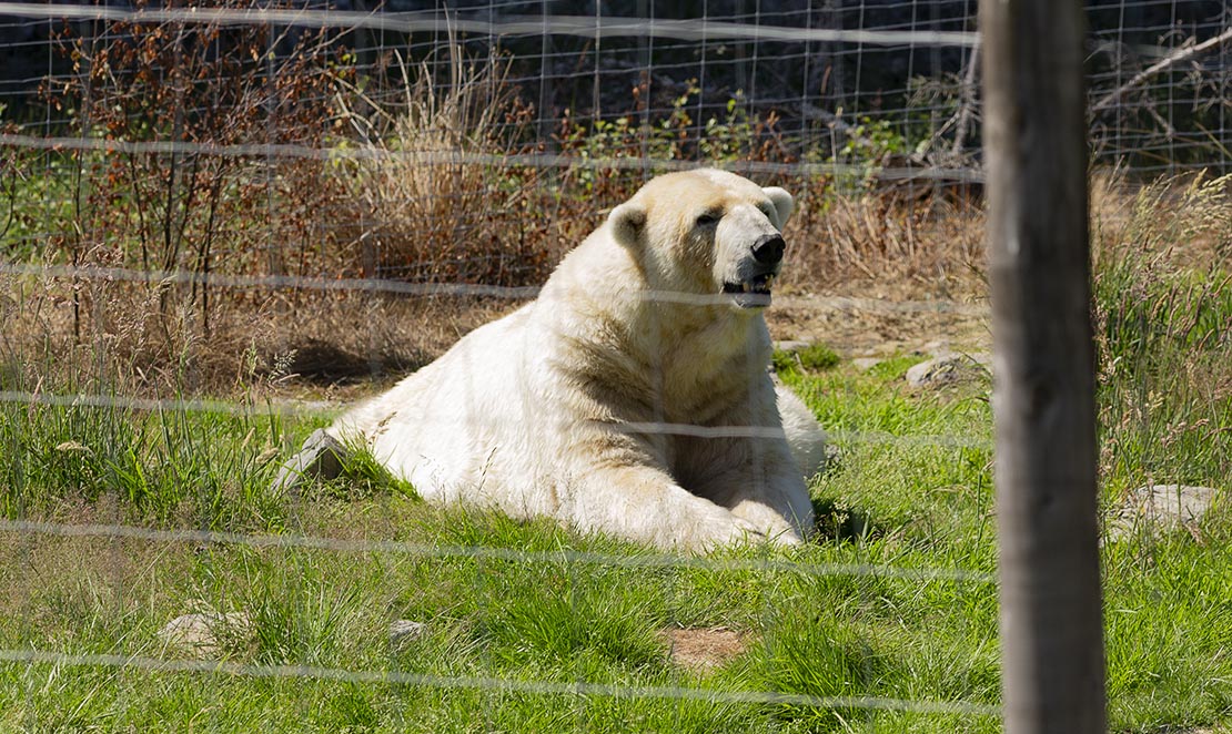 Female polar bear at Highland Wildlife Park, mother of first polar bear cub in 25 years