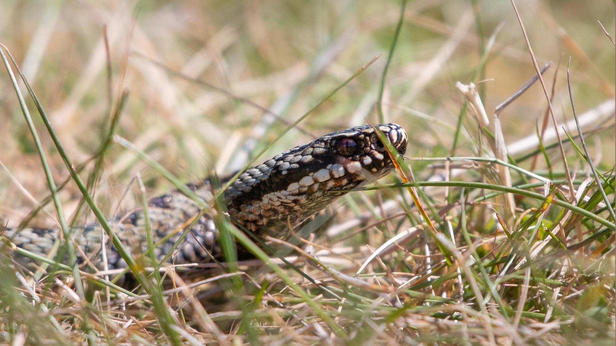 Does Scotland have venomous snakes?