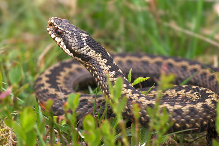 Does Scotland have venomous snakes?
