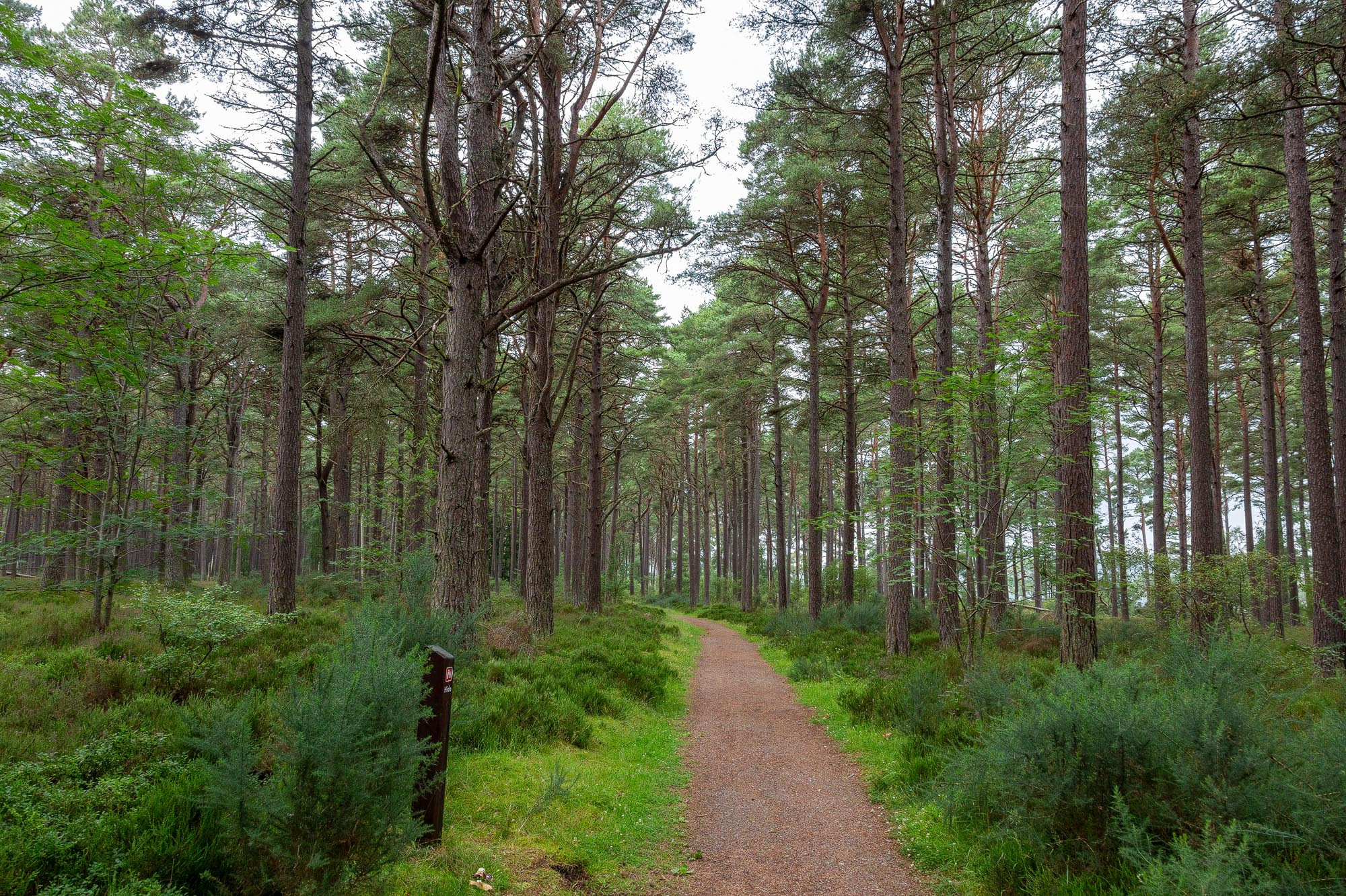 Balblair Wood, Sutherland – A Hidden Highland Walk on the Shores of Loch Fleet
