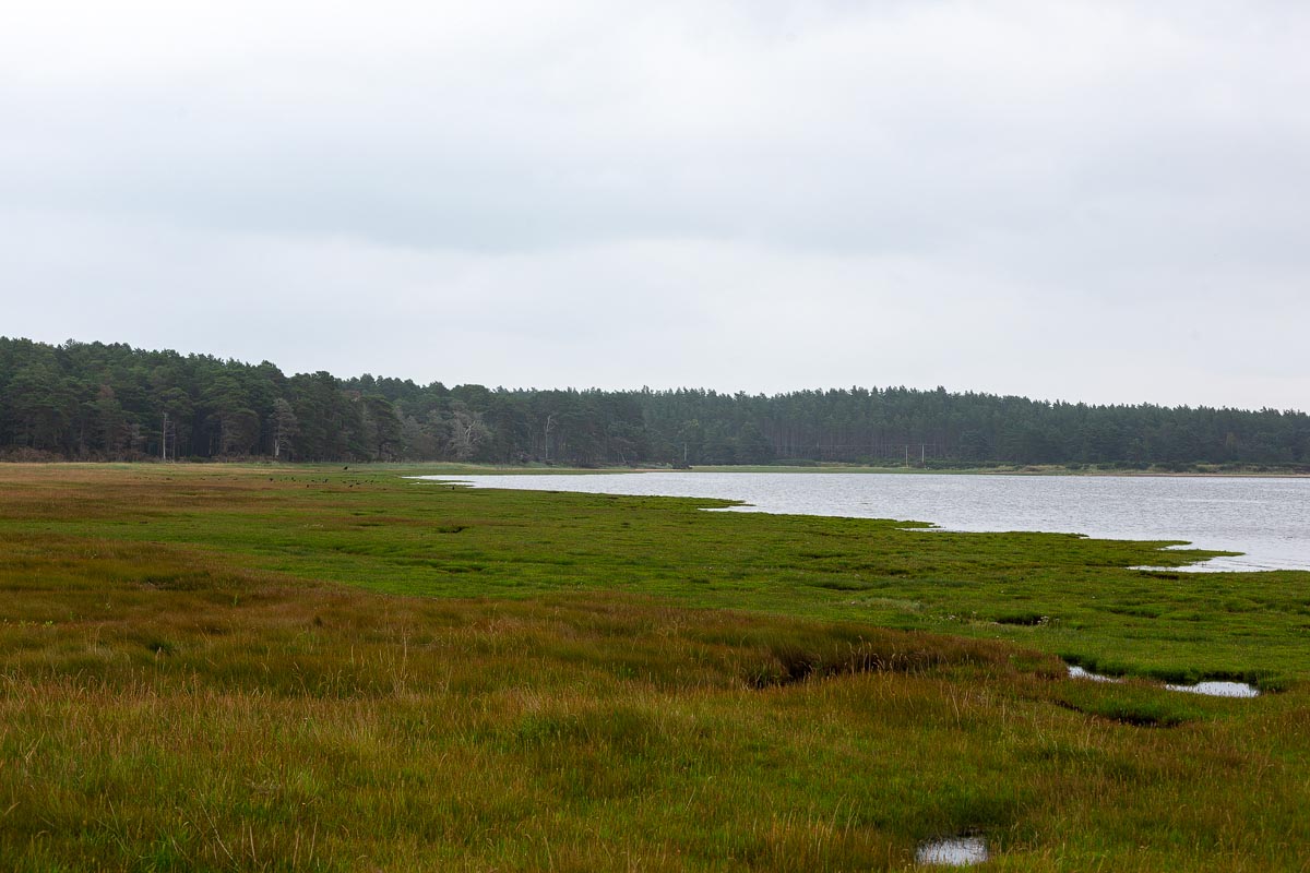 Panoramic view across saltmarsh and tidal waters of Loch Fleet with pine woodland on the far shore