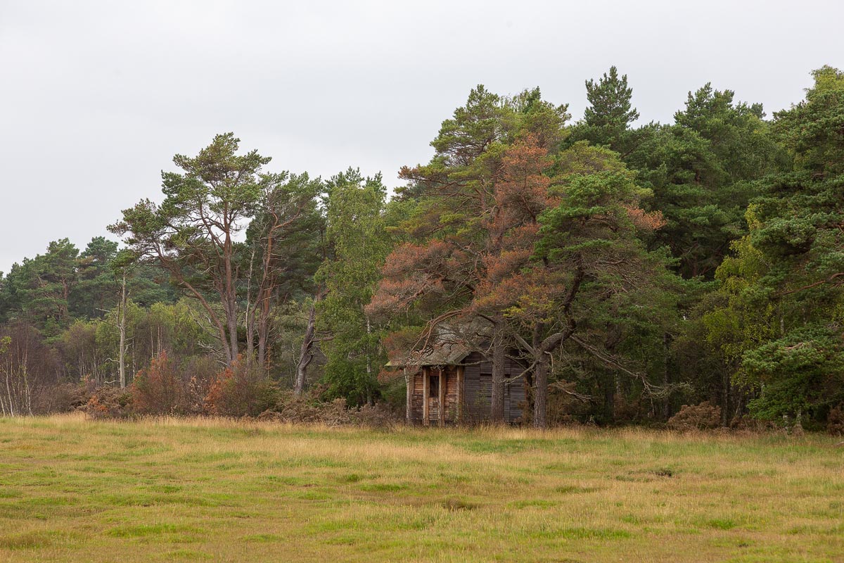 Old wooden structure at the edge of Balblair Wood with saltmarsh and Scots pines in the background