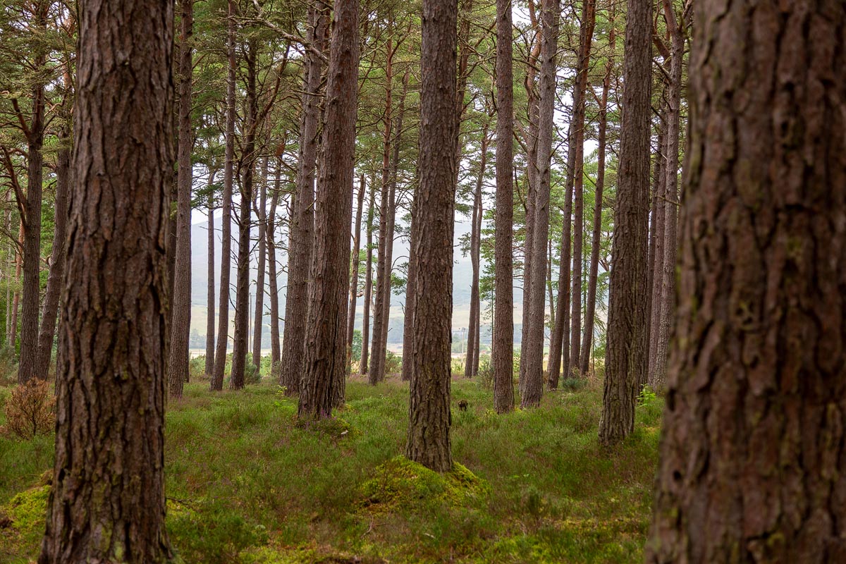 Tall Scots pine trunks in Balblair Wood with heather and moss understory