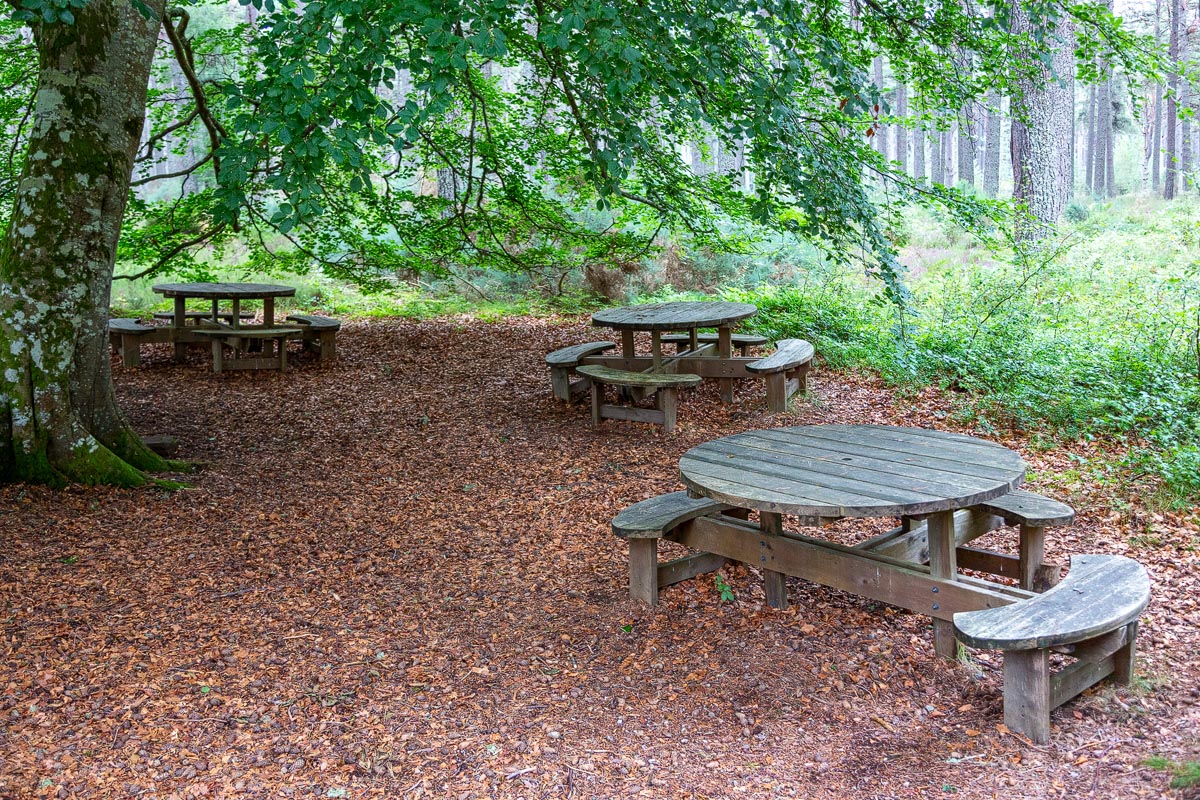 Wooden picnic tables beneath beech trees in Balblair Wood picnic area