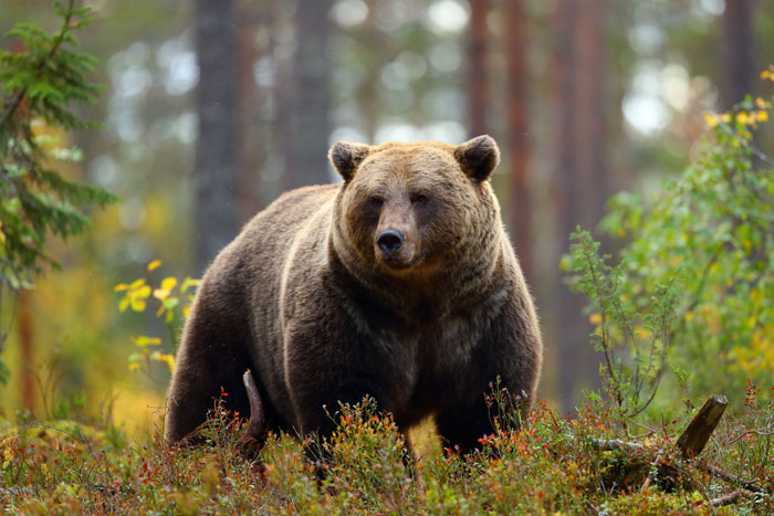 Bears in Scotland - Do bears still exist in the Scottish wilderness?