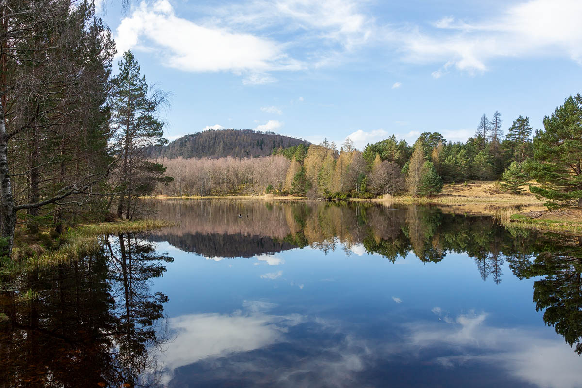 Beaver Trail, Rothiemurchus – A Family Walk Through Ancient Caledonian Forest