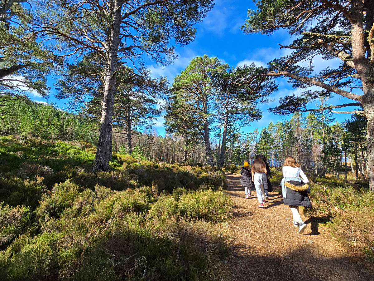 Family walking along a forest trail through Caledonian pine woodland near Loch Morlich in the Cairngorms with tall Scots pine trees and heather