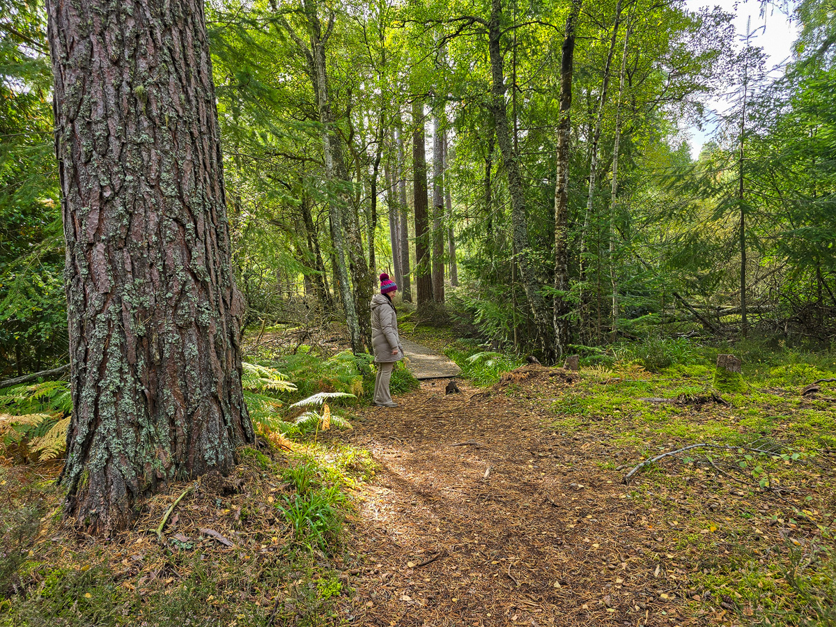 Janette standing beside a large lichen-covered Scots pine at the start of a wooden boardwalk