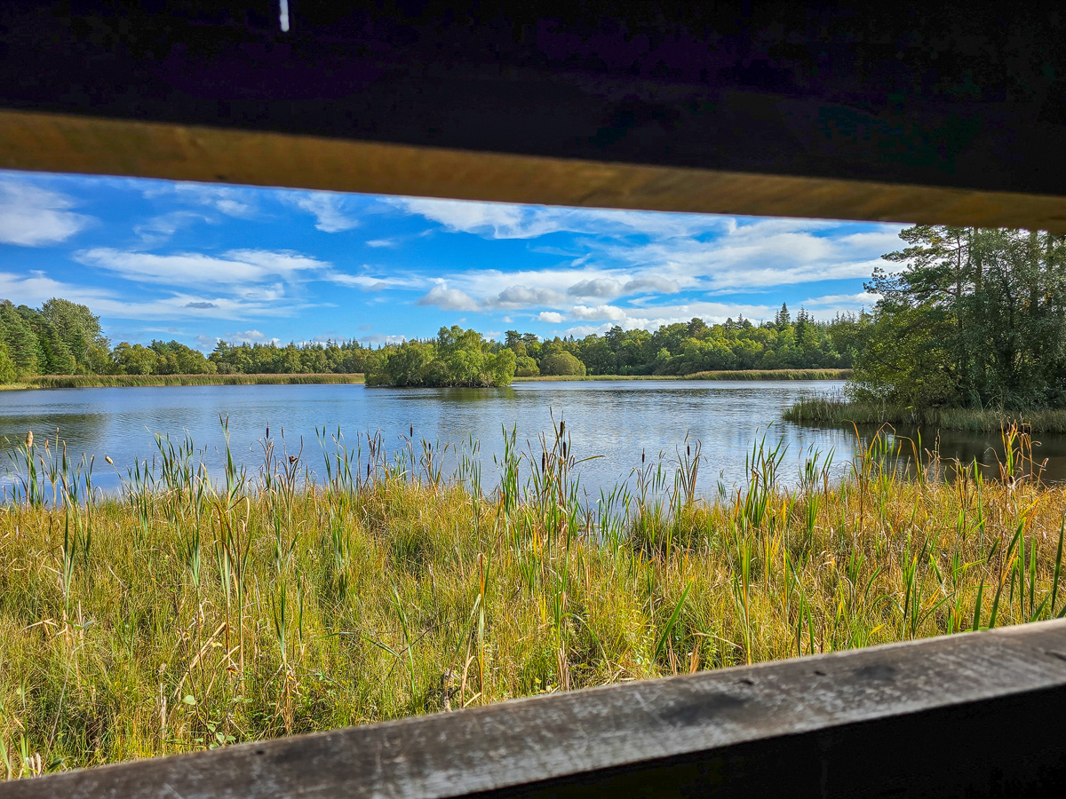 View through a bird hide window across reedmace and open water to a wooded island