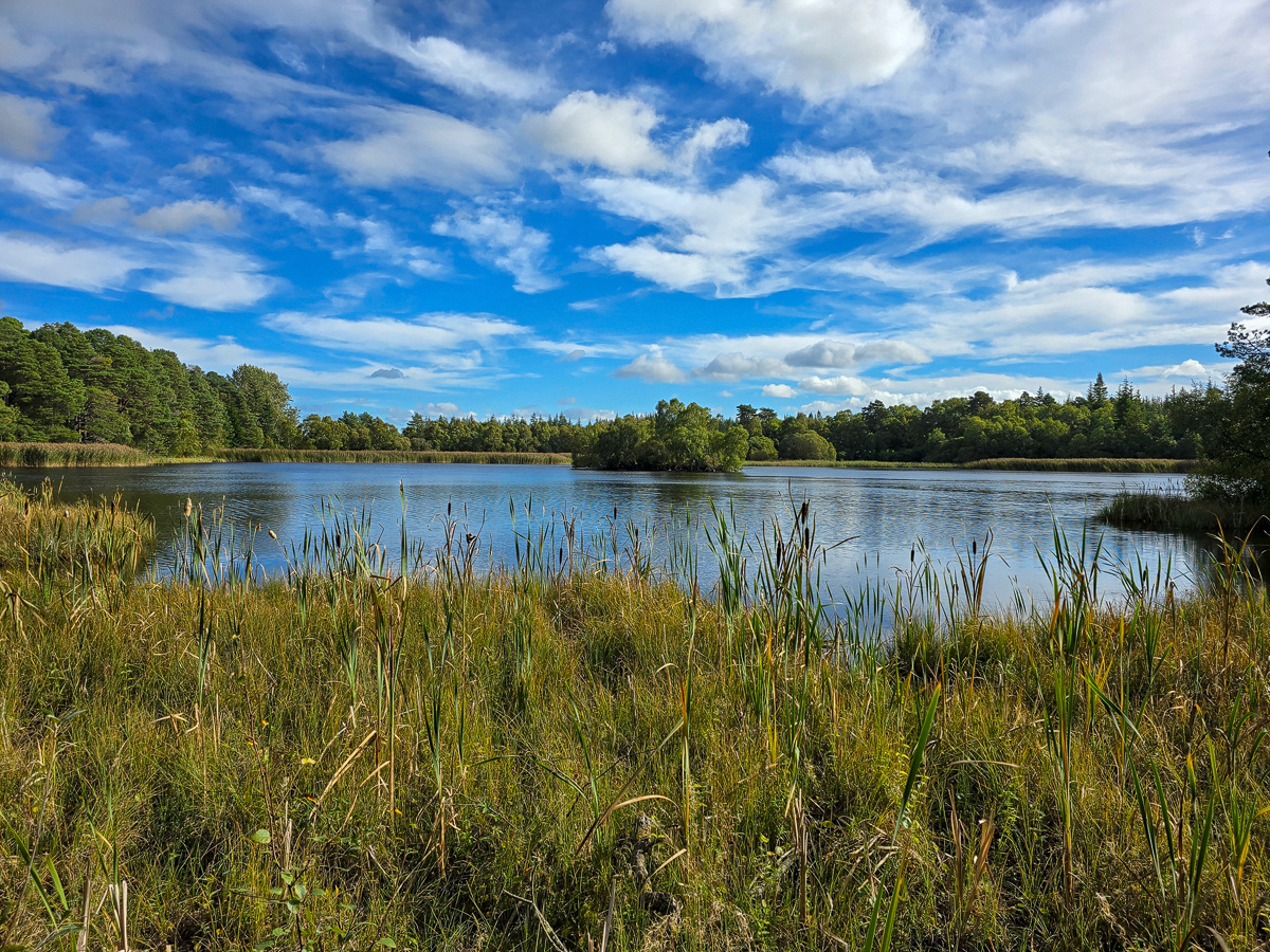 Wide view of Loch of Blairs under blue sky with bulrushes in the foreground and wooded island beyond