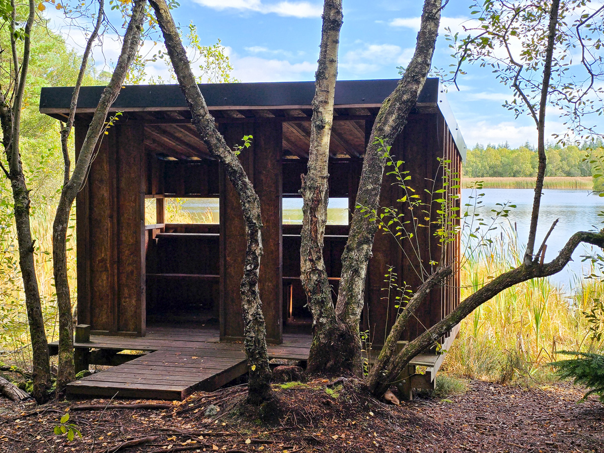 Wooden bird hide with access ramp tucked among birch trees beside the loch