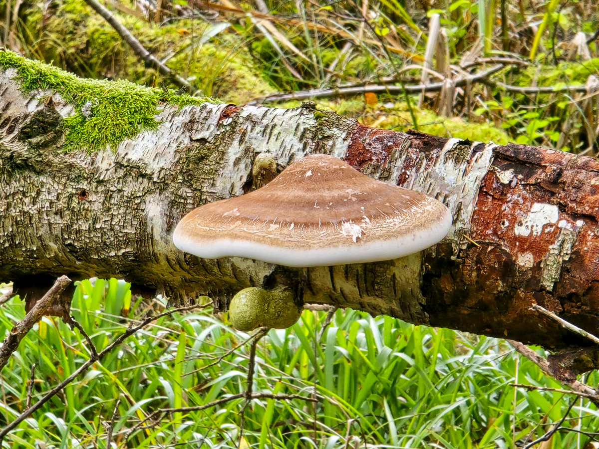 Birch polypore bracket fungus growing on a fallen moss-covered birch log