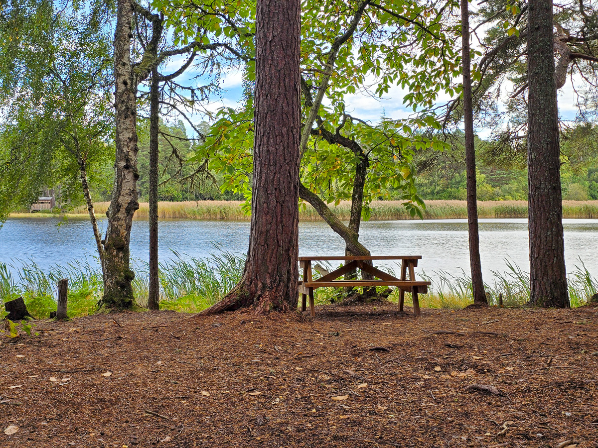 Wooden picnic table beneath Scots pines on the shore of Loch of Blairs