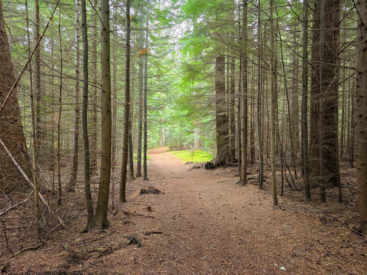 Straight footpath through a dense conifer plantation with a mossy woodland floor