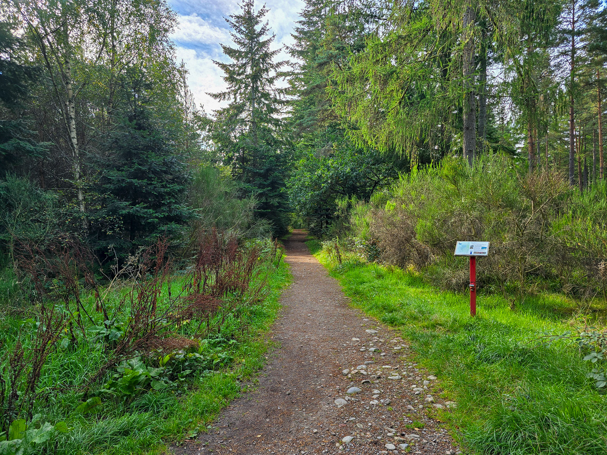 Gravel path leading from the car park into woodland with a Friends of Blairs Loch information board
