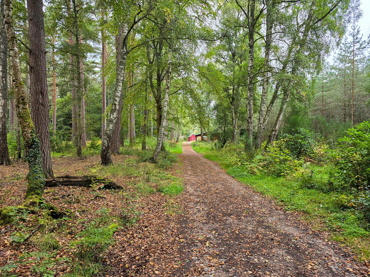 Woodland path lined with birch trees leading to the red boathouse buildings at Loch of Blairs