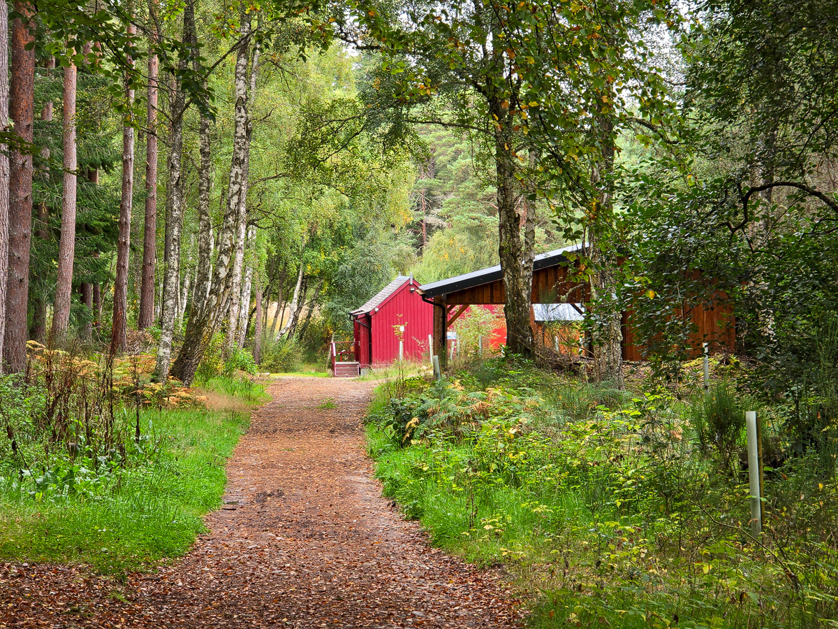 Leaf-covered path leading to the red boathouse and bothy through birch woodland