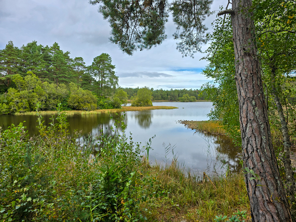 Calm water of Loch of Blairs reflecting trees, framed by a Scots pine on the southern shore