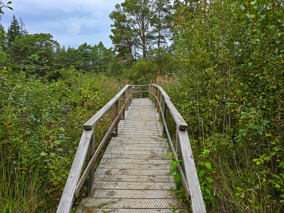 Wooden boardwalk bridge with handrails crossing reeds and willow scrub