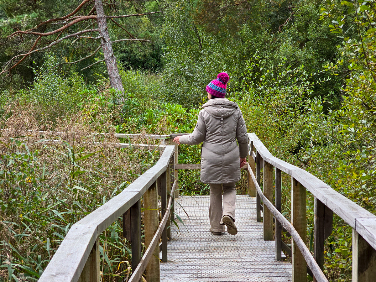 Janette walking along a wooden boardwalk with handrails through reeds and rhododendron