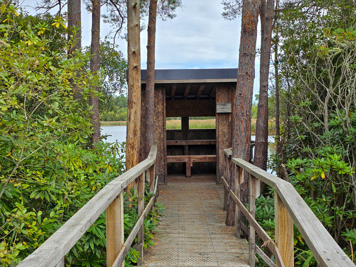 Wooden boardwalk leading to the Swan Hide among Scots pines and rhododendron
