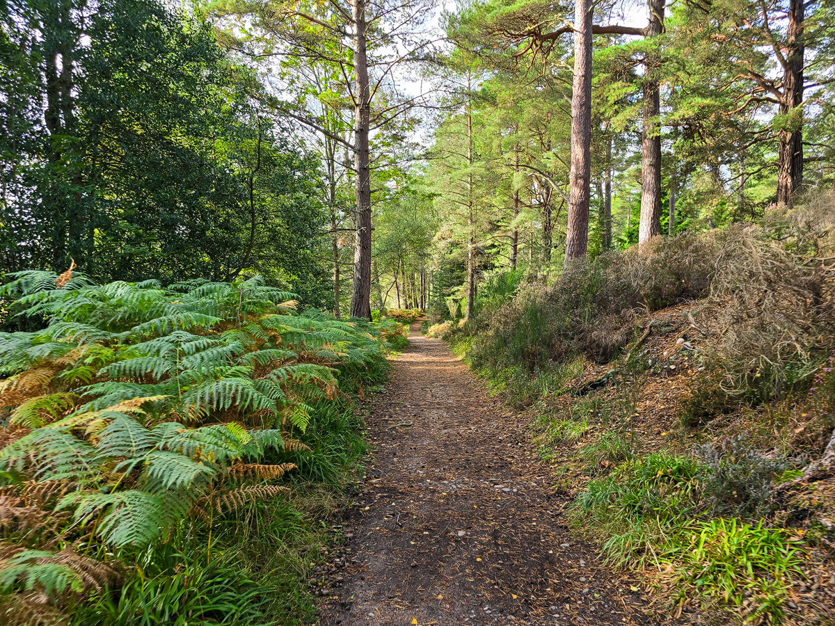 Earth footpath through Scots pine woodland lined with bracken turning golden in autumn