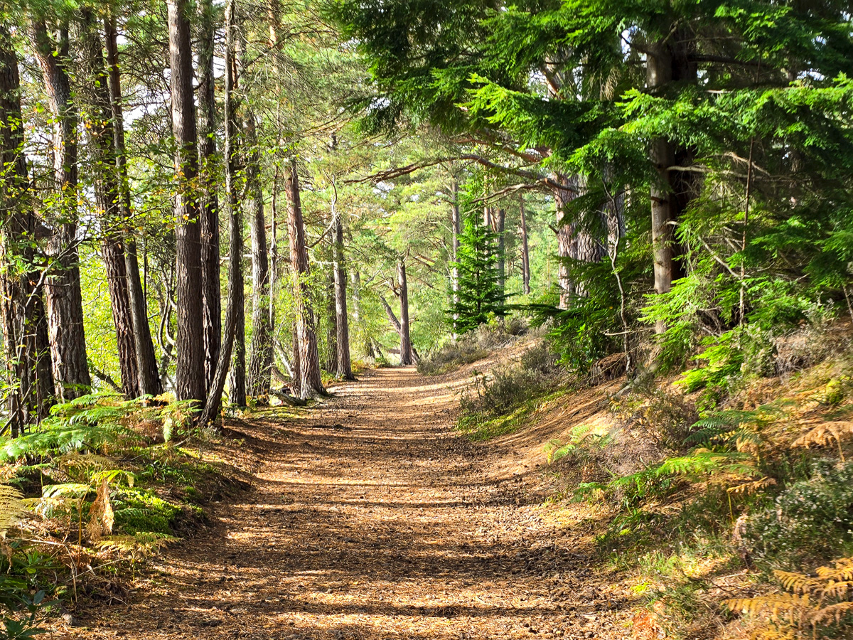 Wide woodland path carpeted with pine needles under tall Scots pines in dappled sunlight