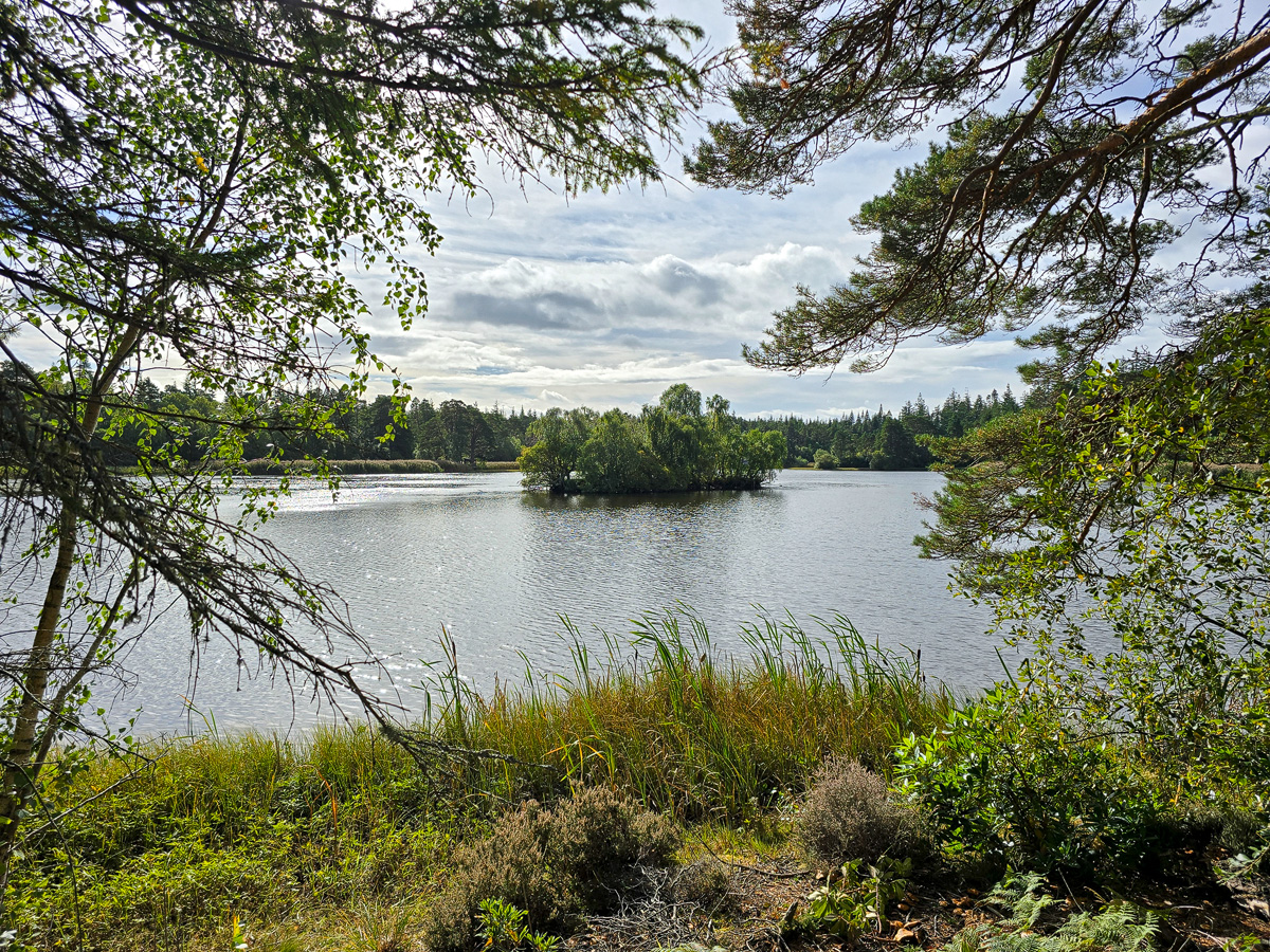 Loch of Blairs framed by birch and pine branches with a small wooded island in the centre