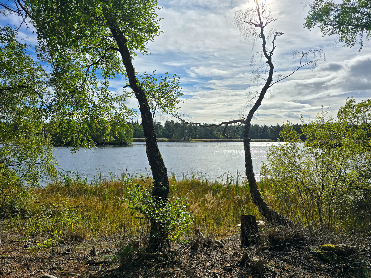 Two slender birch trees framing sunlit water and reedbeds at Loch of Blairs