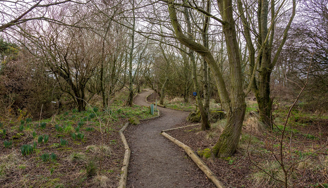 Woodland walk at Boyndie gardens.