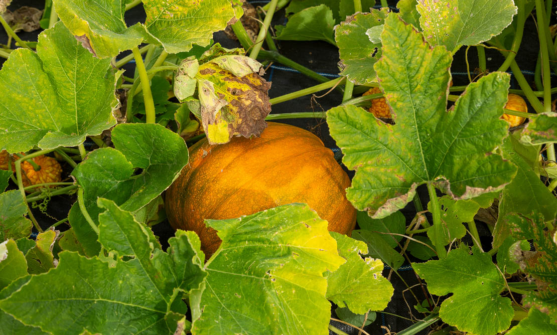 Brodie pumpkin.