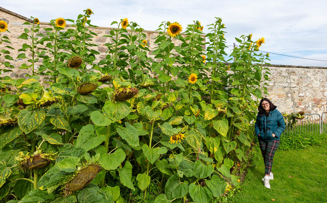 Brodie Castle sunflowers