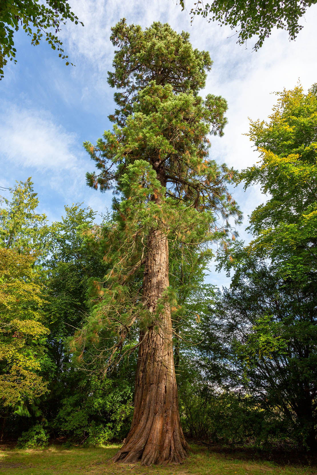 Giant sequoia at Brodie Castle.