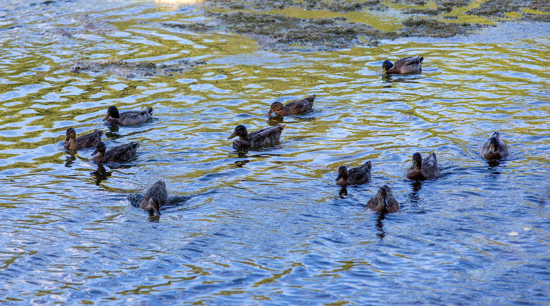 Brodie ducks.
