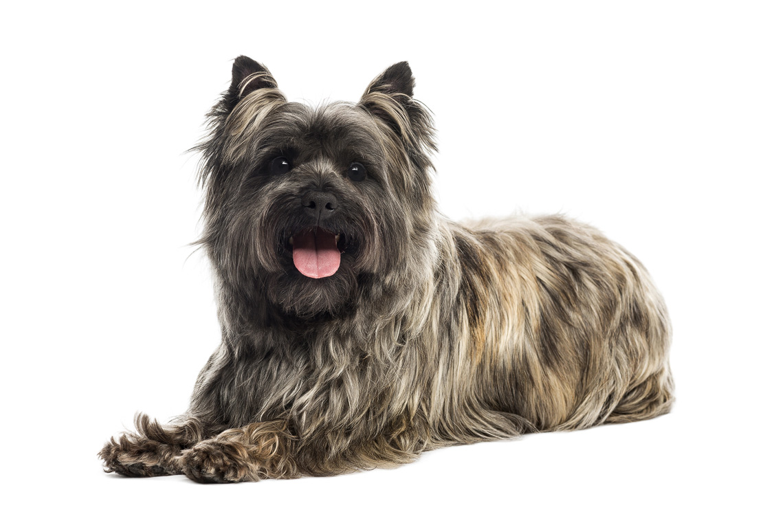 Cairn Terrier