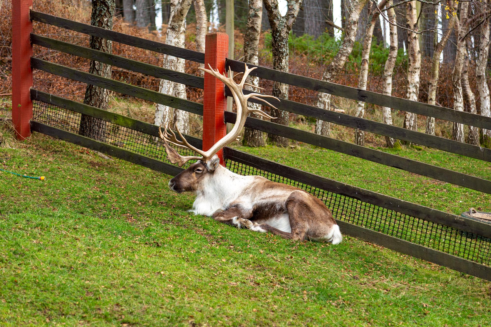 Cairngorm Reindeer Herd