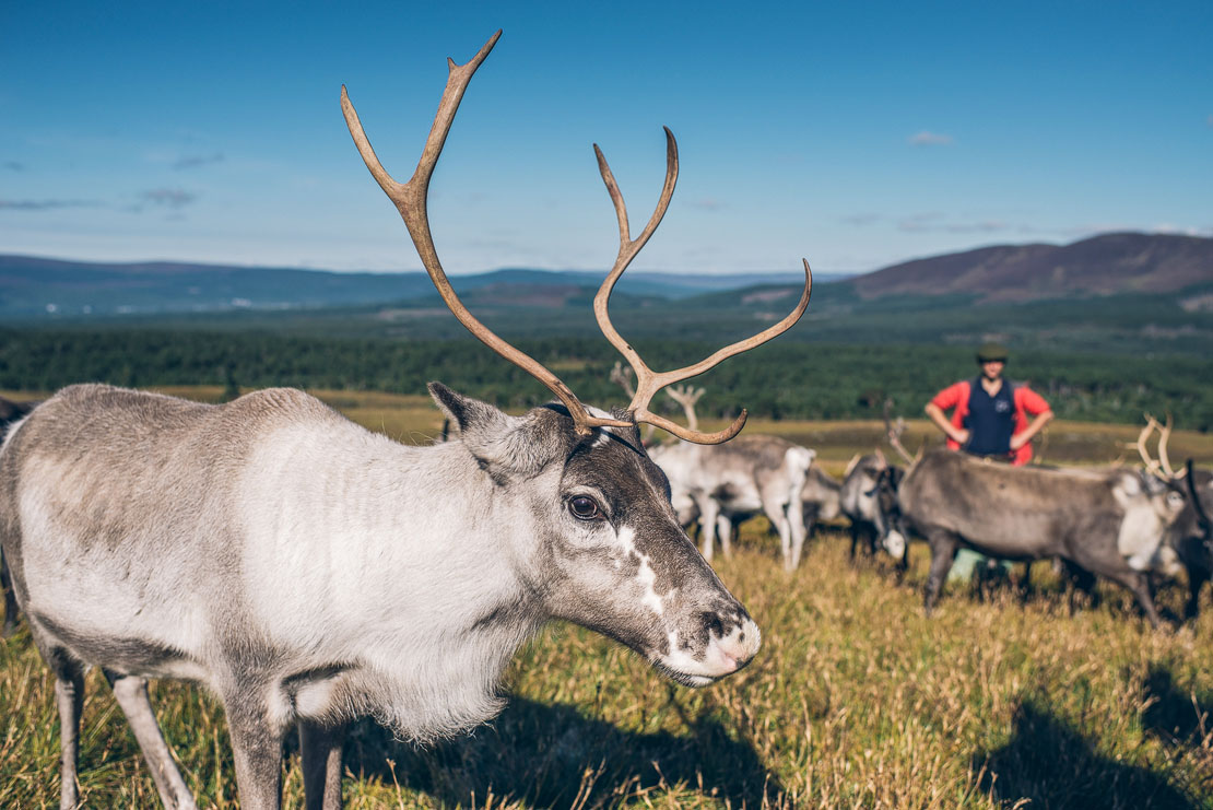 The reindeer free ranging over the Cairngorm mountains.