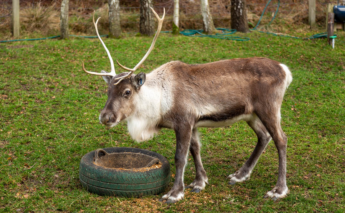 Cairngorm Reindeer Herd