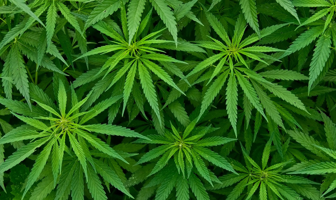 Recreational cannabis plant. Medical Marijuana legal. Illegal to smoke weed.