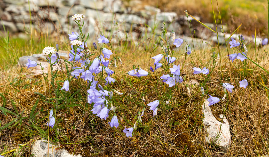Wild flowers at Carn Liath Broch.