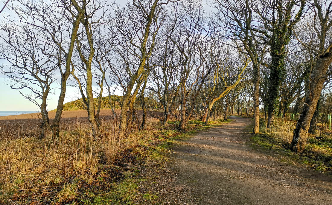 Craggy trees lining the Castle Hill path. A great nature walk.