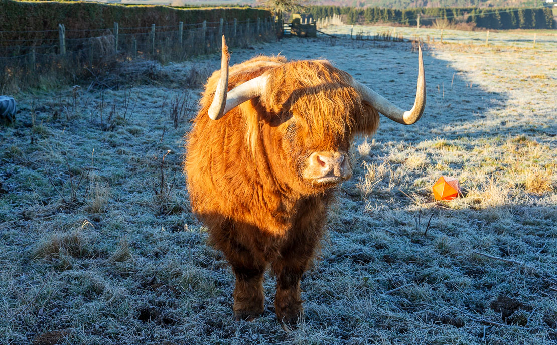 Murdo the highland cow saying hello at Roy Castle.