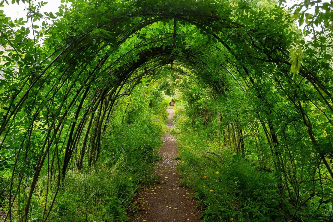Tunnel of vegetation.