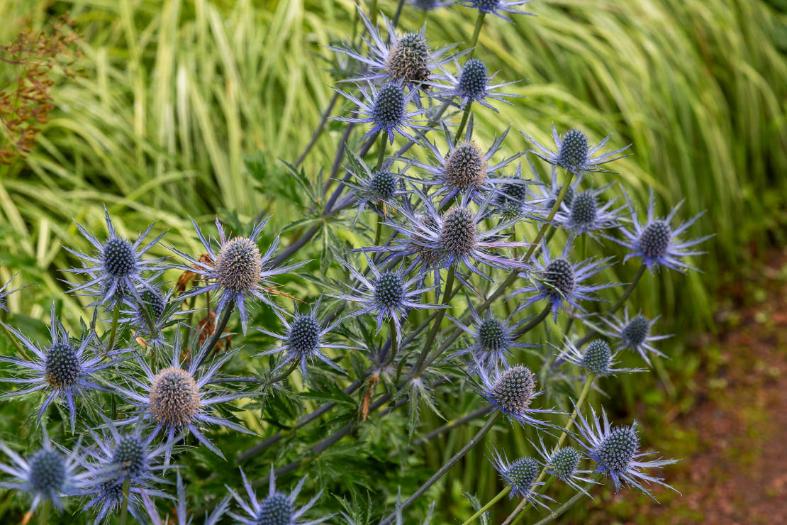 Blue eryngo Eryngium planum