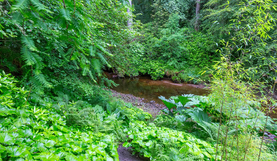 Rlereach Burn in Cawdor Big Wood.