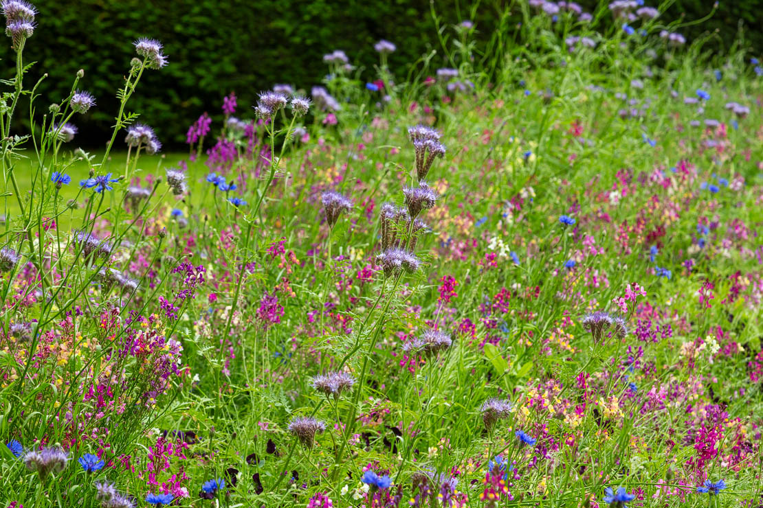 Wild garden
