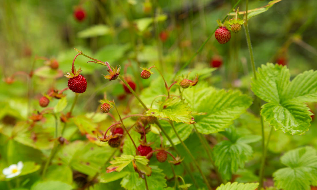 Wild strawberries.