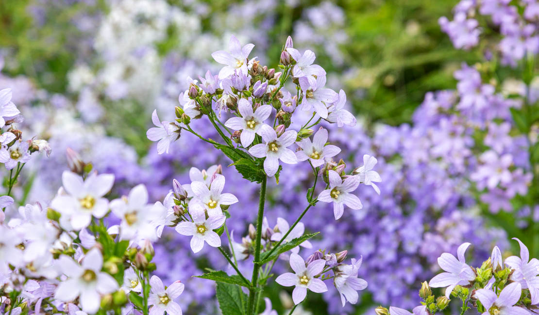 Flowers at Cawdor.