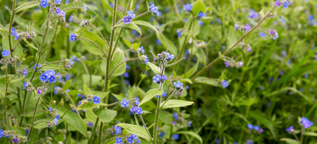 Flowers. Historic Environment Scotland.