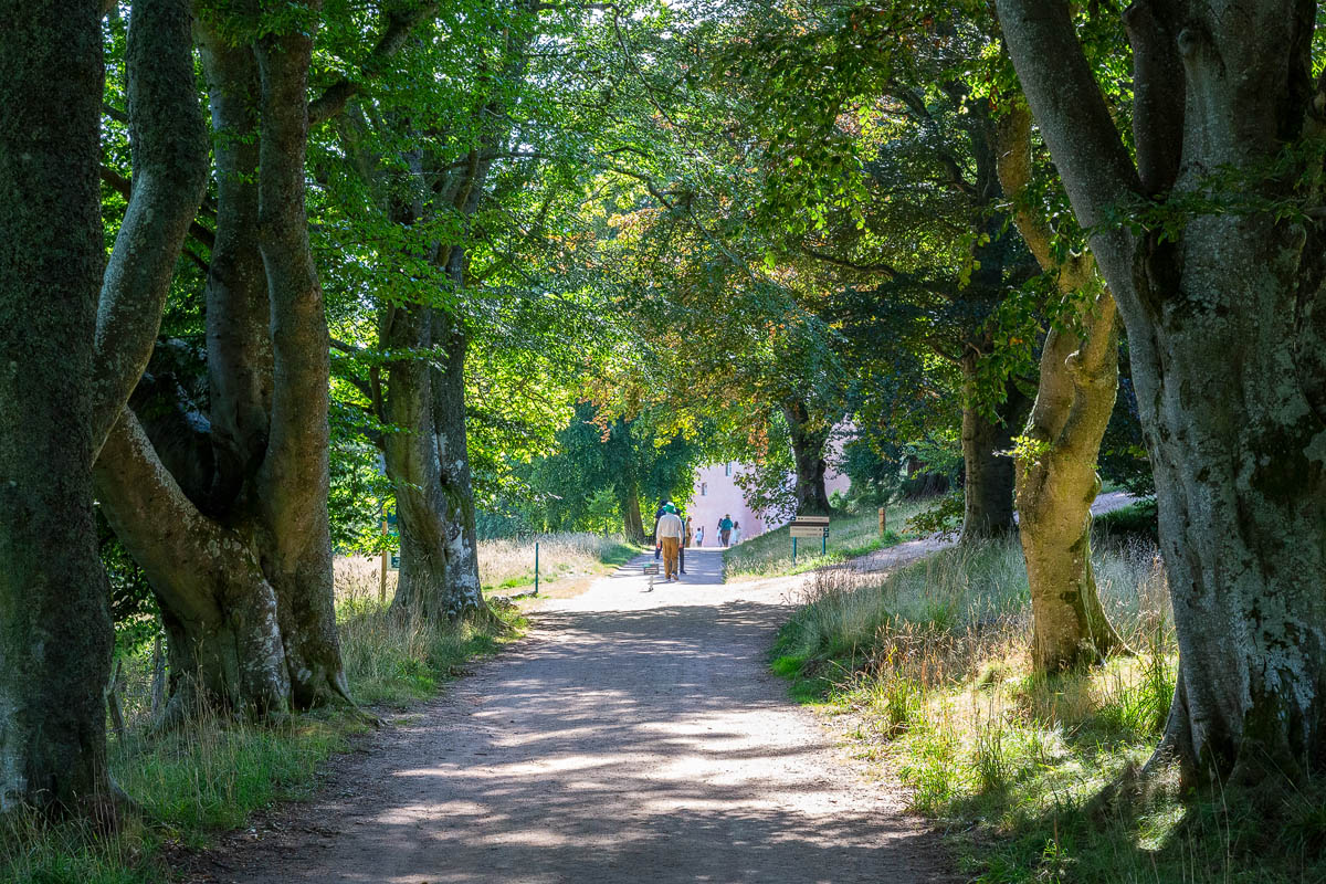 Tree-lined avenue of mature beech trees leading from the car park towards Craigievar Castle with dappled sunlight on the path